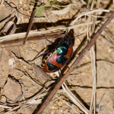 Choerocoris paganus (Ground shield bug) at Bungonia State Conservation Area - 1 Oct 2023 by KorinneM