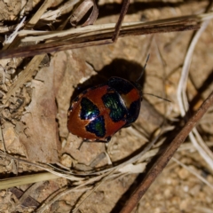 Choerocoris paganus at Bungonia, NSW - 1 Oct 2023