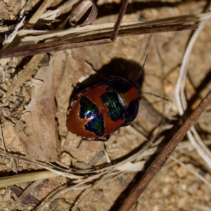 Choerocoris paganus at Bungonia, NSW - 1 Oct 2023 12:01 PM