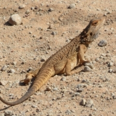 Pogona barbata at Round Hill Nature Reserve - 14 Oct 2023 by Christine