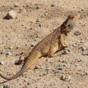 Pogona vitticeps at Euabalong, NSW - 14 Oct 2023 03:52 PM