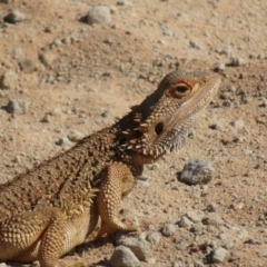 Pogona vitticeps at Euabalong, NSW - 14 Oct 2023 03:52 PM