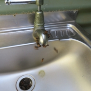 Apis mellifera at Gunderbooka, NSW - 14 Oct 2023 10:24 AM