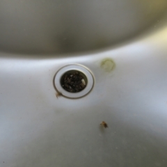 Apis mellifera at Gunderbooka, NSW - 14 Oct 2023 10:24 AM