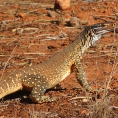 Varanus gouldii (Sand Goanna) at Gundabooka National Park - 13 Oct 2023 by Christine