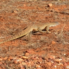 Varanus gouldii at Gunderbooka, NSW - 14 Oct 2023