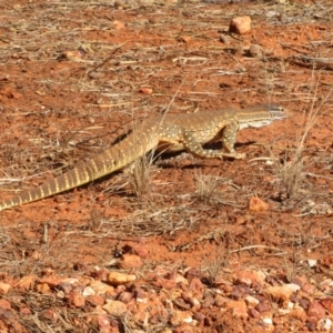 Varanus gouldii at Gunderbooka, NSW - 14 Oct 2023 09:39 AM