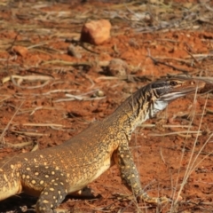 Varanus gouldii at Gunderbooka, NSW - 14 Oct 2023 09:39 AM