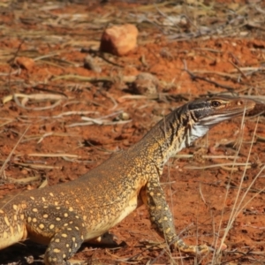 Varanus gouldii at Gunderbooka, NSW - 14 Oct 2023 09:39 AM