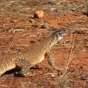 Varanus gouldii at Gunderbooka, NSW - 14 Oct 2023 09:39 AM