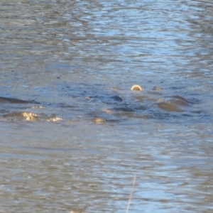 Cyprinus carpio at Bourke, NSW - 13 Oct 2023 09:11 AM