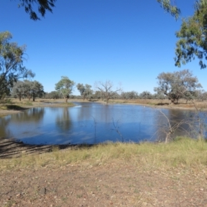 Cyprinus carpio at Bourke, NSW - 13 Oct 2023 09:11 AM