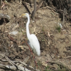 Ardea alba (Great Egret) at North Bourke, NSW - 13 Oct 2023 by Christine