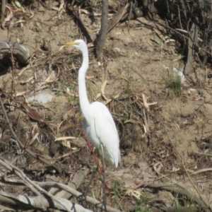 Ardea alba at North Bourke, NSW - 13 Oct 2023 09:43 AM