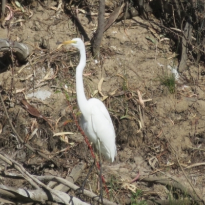 Ardea alba (Great Egret) at North Bourke, NSW - 12 Oct 2023 by Christine