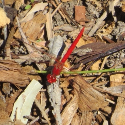 Diplacodes haematodes (Scarlet Percher) at Bourke, NSW - 12 Oct 2023 by Christine