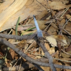 Unidentified Dragonfly (Anisoptera) at Bourke, NSW - 12 Oct 2023 by Christine