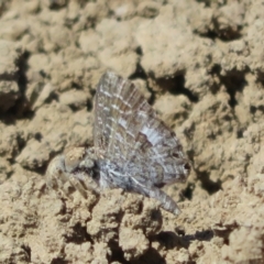 Unidentified Blue or Copper (Lycaenidae) at North Bourke, NSW - 11 Oct 2023 by Christine