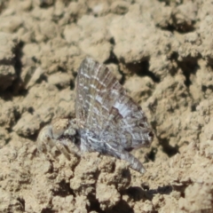 Unverified Blue or Copper (Lycaenidae) at North Bourke, NSW - 12 Oct 2023 by Christine