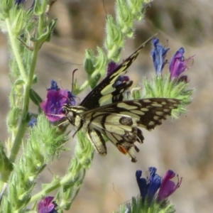 Papilio demoleus at Bourke, NSW - 12 Oct 2023 09:26 AM