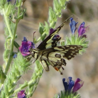 Papilio demoleus (Chequered Swallowtail) at Bourke, NSW - 11 Oct 2023 by Christine