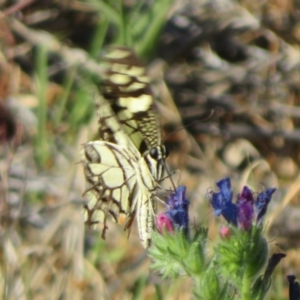 Papilio demoleus at Bourke, NSW - 12 Oct 2023 09:26 AM