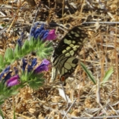 Papilio demoleus at Bourke, NSW - 12 Oct 2023 09:26 AM