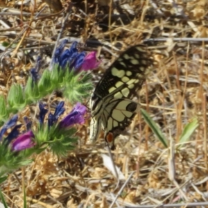 Papilio demoleus at Bourke, NSW - 12 Oct 2023 09:26 AM