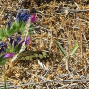 Papilio demoleus at Bourke, NSW - 12 Oct 2023 09:26 AM