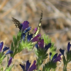 Papilio demoleus at Bourke, NSW - 12 Oct 2023