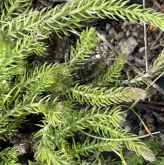 Asperula scoparia (Prickly Woodruff) at Gibraltar Pines - 18 Apr 2022 by JaneR