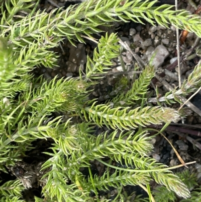 Asperula scoparia (Prickly Woodruff) at Gibraltar Pines - 18 Apr 2022 by JaneR