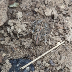 Limnodynastes tasmaniensis at Paddys River, ACT - 21 Oct 2023 10:59 AM