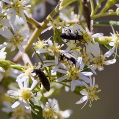 Lepturidea sp. (genus) (Comb-clawed beetle) at Bungonia State Conservation Area - 1 Oct 2023 by KorinneM