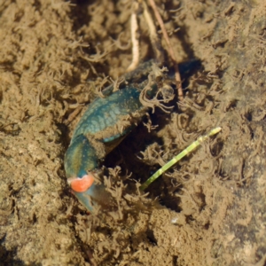 Cherax destructor at Bungonia, NSW - 1 Oct 2023 03:10 PM