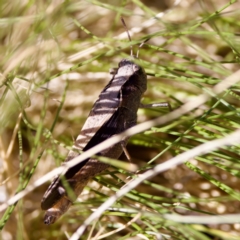 Cryptobothrus chrysophorus (Golden Bandwing) at Bungonia, NSW - 1 Oct 2023 by KorinneM