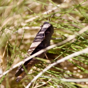 Cryptobothrus chrysophorus at Bungonia, NSW - 1 Oct 2023