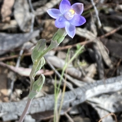 Thelymitra sp. (pauciflora complex) (Sun Orchid) at Majura, ACT - 21 Oct 2023 by SilkeSma