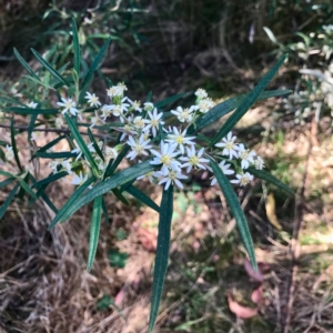 Olearia viscidula at Bungonia, NSW - 1 Oct 2023 02:47 PM