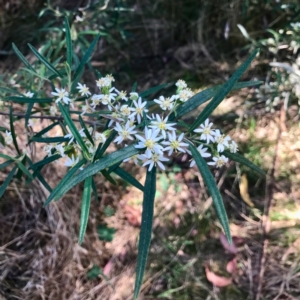 Olearia viscidula at Bungonia, NSW - 1 Oct 2023