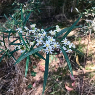 Olearia viscidula (Wallaby Weed) at Bungonia, NSW - 1 Oct 2023 by KorinneM