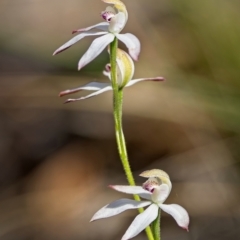 Caladenia moschata (Musky Caps) at Stromlo, ACT - 18 Oct 2023 by Kenp12