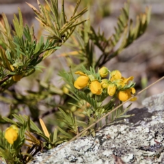 Senna aciphylla (Sprawling Cassia) at Bungonia, NSW - 1 Oct 2023 by KorinneM