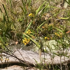 Senna aciphylla at Bungonia, NSW - 1 Oct 2023