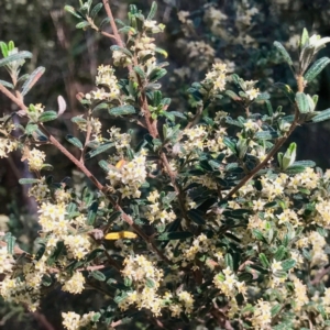 Pomaderris angustifolia at Bungonia, NSW - 1 Oct 2023