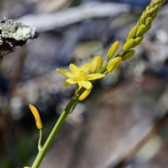 Bulbine glauca (Rock Lily) at Bungonia State Conservation Area - 1 Oct 2023 by KorinneM