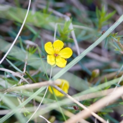 Hibbertia acicularis (Prickly Guinea-flower) at Bungonia State Conservation Area - 1 Oct 2023 by KorinneM