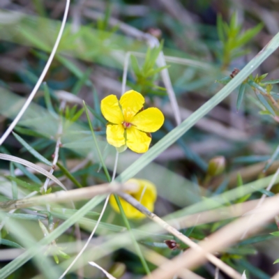 Hibbertia acicularis (Prickly Guinea-flower) at Bungonia State Conservation Area - 1 Oct 2023 by KorinneM