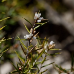 Lissanthe strigosa subsp. subulata (Peach Heath) at Bungonia, NSW - 1 Oct 2023 by KorinneM