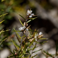 Lissanthe strigosa subsp. subulata (Peach Heath) at Bungonia, NSW - 30 Sep 2023 by KorinneM